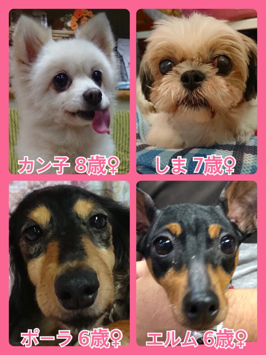 🐾今日の里親様募集中ワンコ🐶メンバーです🐾2019,9,20